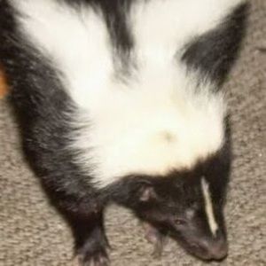 Meet your Posher, Thomas